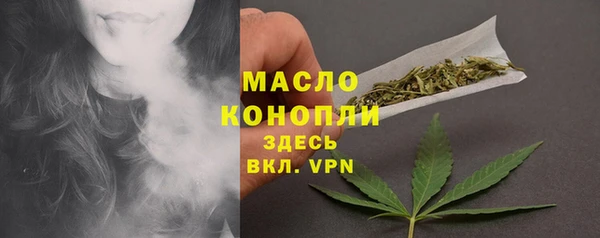 сатива Новозыбков